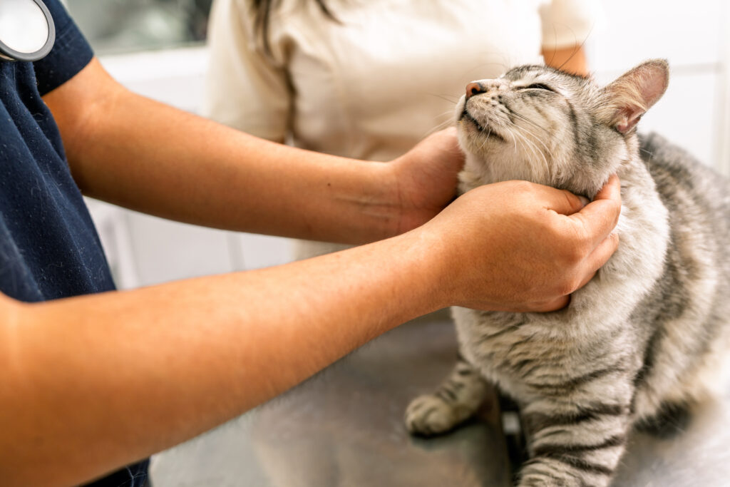 Veterinarian examining kitten’s neck in veterinary clinic